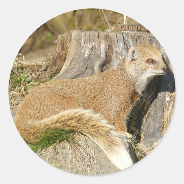 Cute Mongoose Classic Round Sticker (Front)