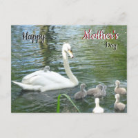 Cute Mother Swan & Babies Mother's Day Postcard