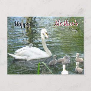 Cute Mother Swan & Babies Mother's Day Postcard