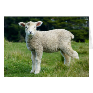 Cute Muddy Lamb in Green Meadow Custom Text