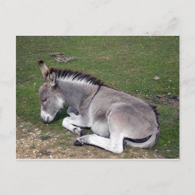 Cute New Forest Donkey Postcard (Front)