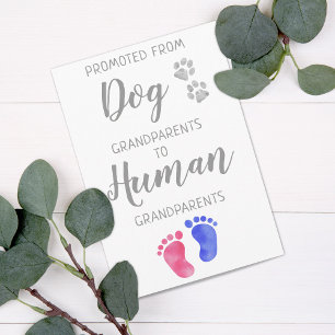 Cute New Grandparents Pregnancy From The Dog  Announcement