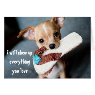 Cute New Puppy Chihuahua Chewing Funny Humour