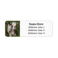 Cute Nigerian Dwarf Dairy Goat Kid Return Address