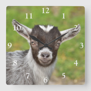 Cute Nigerian Dwarf Dairy Goat Kid Square Wall Clock