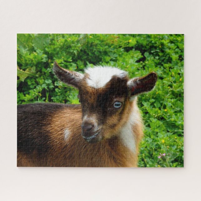 Cute Nigerian Dwarf Goat Kid with Blue Eyes Jigsaw Puzzle (Horizontal)