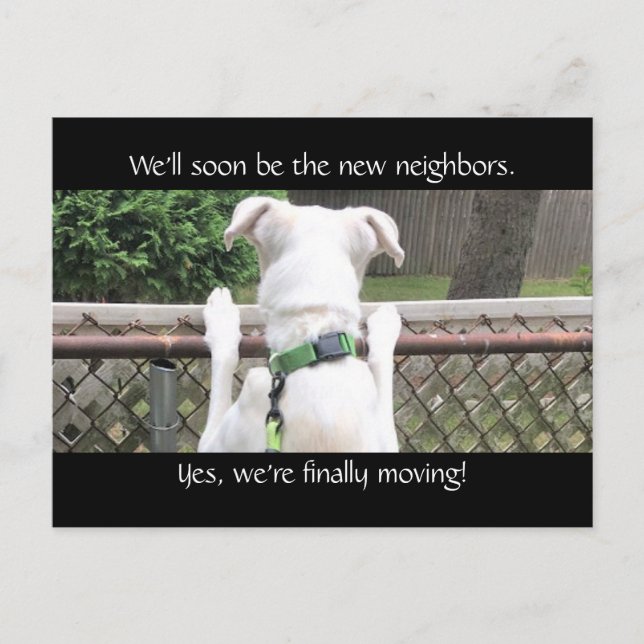 Cute Nosey White Dog Trying to See the Neighbours Postcard (Front)