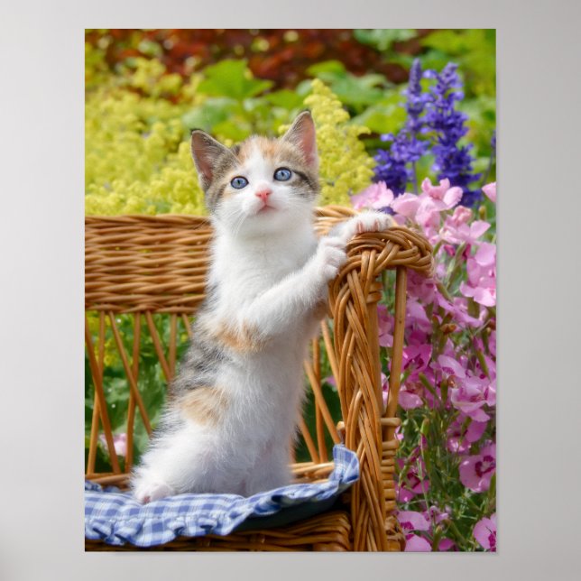 Cute Nosy Baby Cat Kitten in a Flowering Garden - Poster (Front)