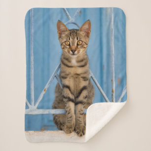 Cute Nosy Tabby Cat Kitten Sitting in a Blue Fence Sherpa Blanket