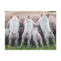 Cute Nursing Piglets Postcard