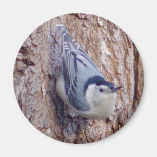 Cute Nuthatch Bird Magnet