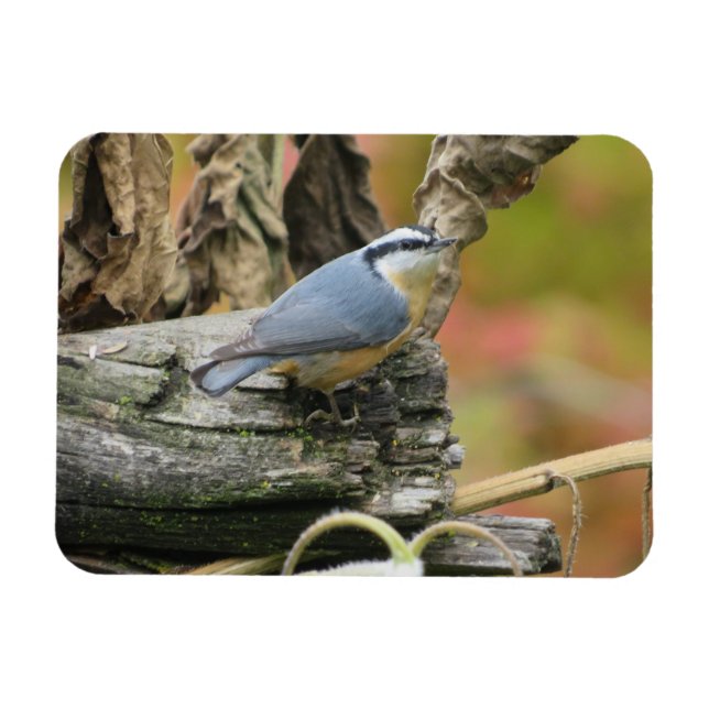 Cute Nuthatch Magnet (Horizontal)