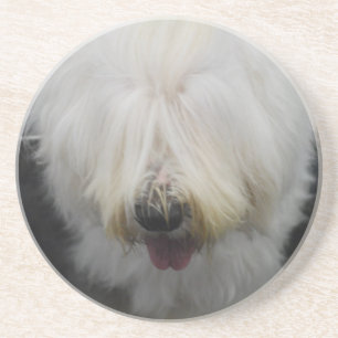 Cute Old English Sheepdog Coaster