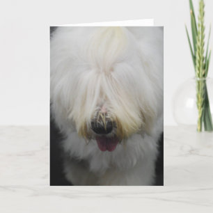 Cute Old English Sheepdog Greeting Cards