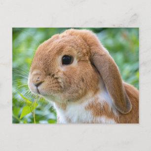 Cute Orange and White Bunny Postcard