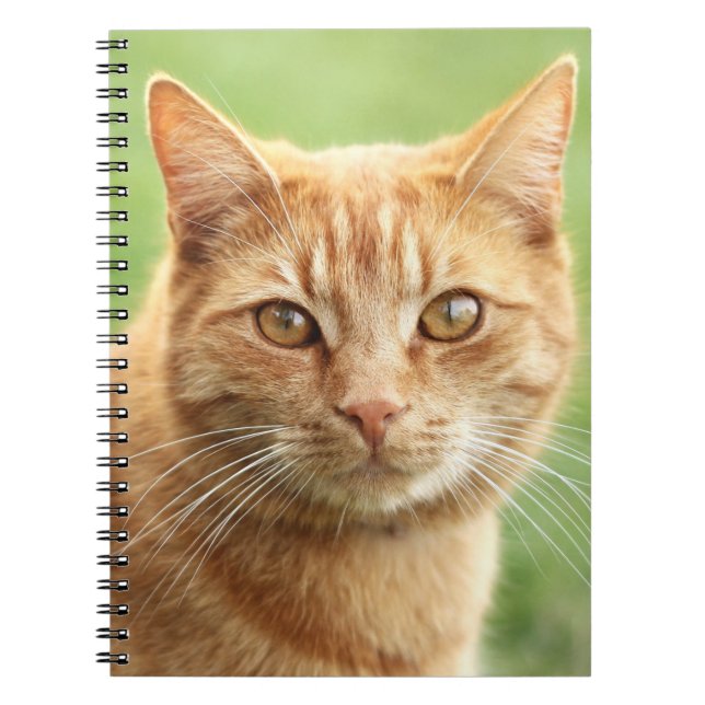 Cute orange cat portrait notebook (Front)