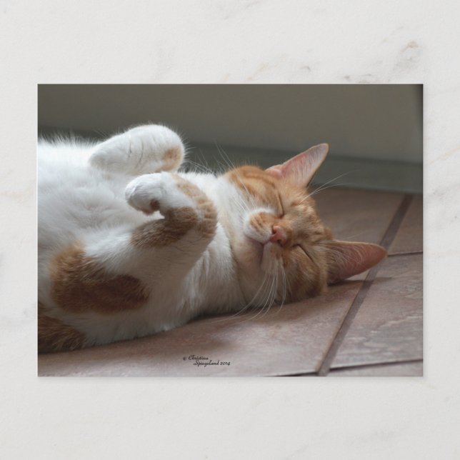 Cute orange cat sleeping Postcard (Front)