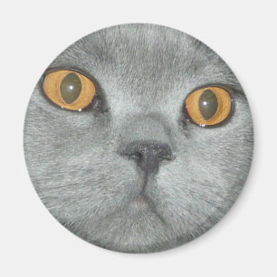 Cute Orange Eyed Kitty Magnet