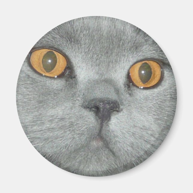 Cute Orange Eyed Kitty Magnet (Front)