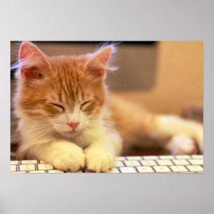 Cute Orange Kitten Falls Asleep Poster