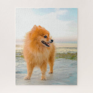 Cute Orange Pomeranian on Beach Sunshine Summer Jigsaw Puzzle