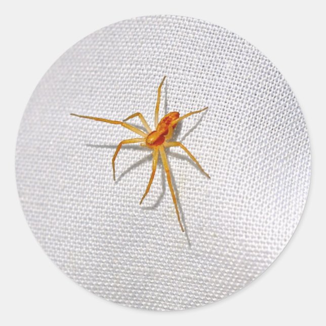 Cute Orange Spider Classic Round Sticker (Front)