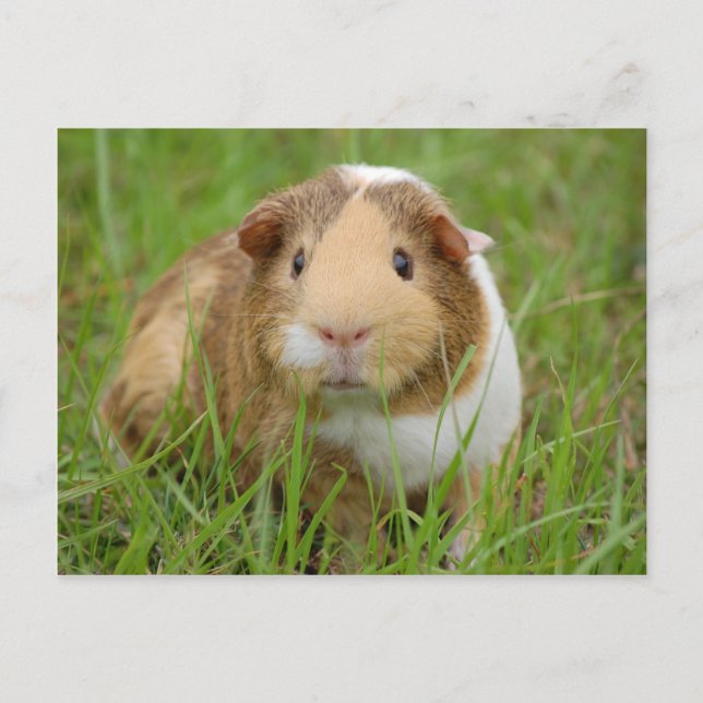 Cute orange-white guinea pig in grass postcard (Front)