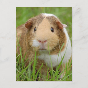 Cute orange-white guinea pig in grass postcard