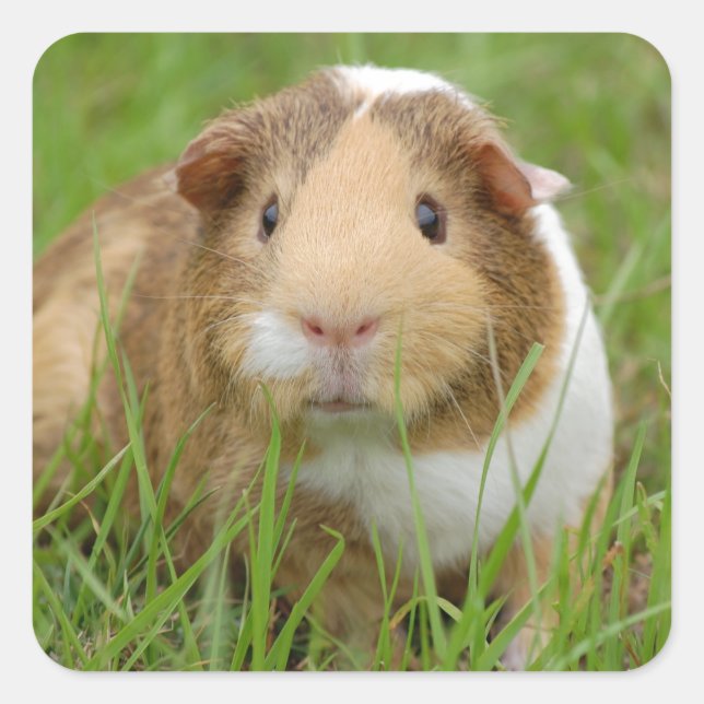 Cute orange-white guinea pig in grass square sticker (Front)