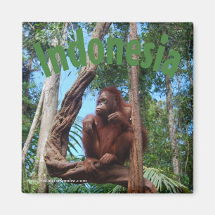 Cute Orangutan in Rainforest Magnet