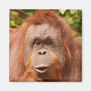 Cute orangutan    magnet