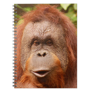 Cute orangutan    notebook