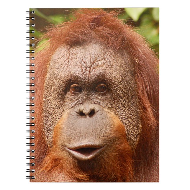 Cute orangutan    notebook (Front)