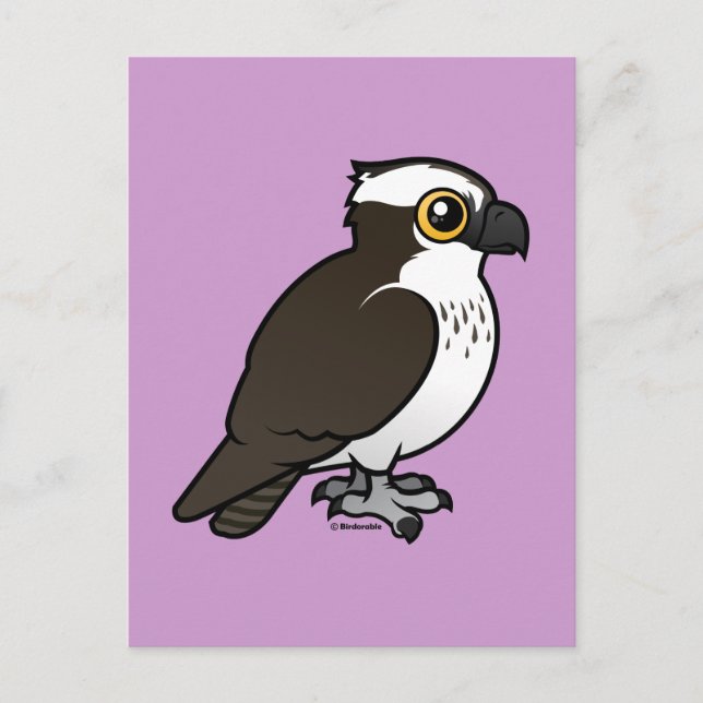 Cute Osprey Postcard (Front)