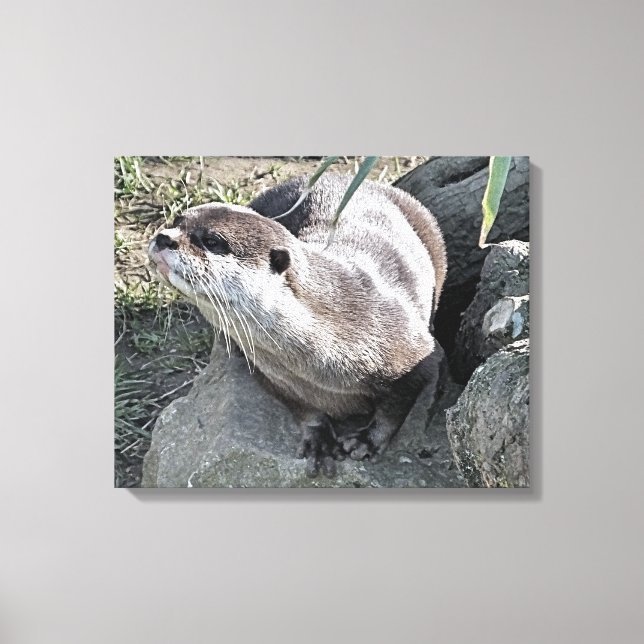 CUTE OTTER  CANVAS PRINT (Front)