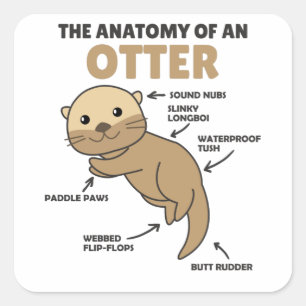 Cute Otter Explanation Anatomy Of An Otter Square Sticker