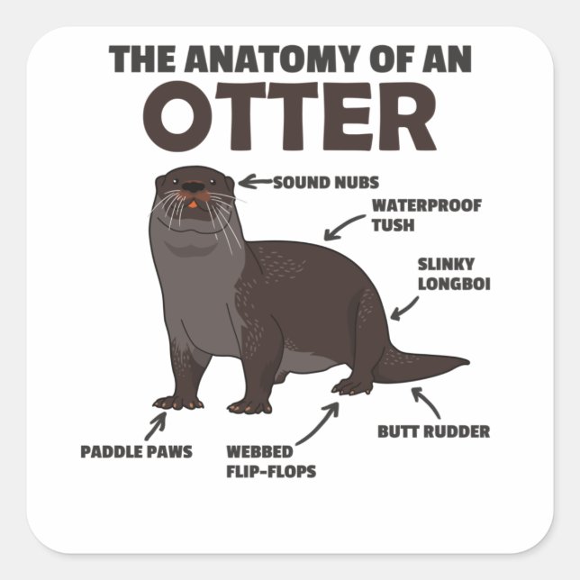 Cute Otter Explanation Anatomy Of An Otter Square Sticker (Front)