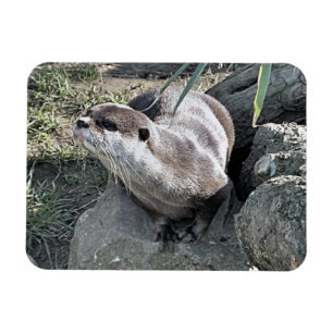 CUTE OTTER  MAGNET