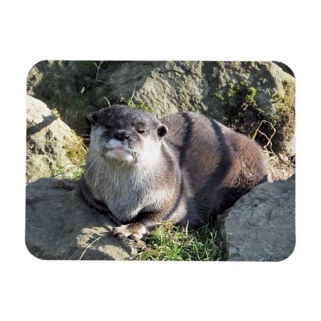 CUTE OTTER MAGNET (Horizontal)