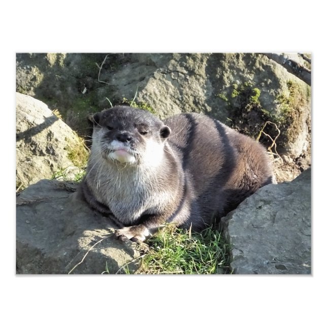 CUTE OTTER PHOTO PRINT (Front)