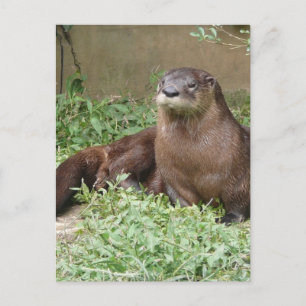 Cute Otter Postcard