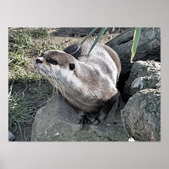 CUTE OTTER  POSTER (Front)