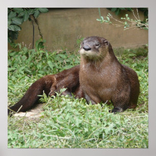 Cute Otter Poster