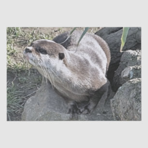 CUTE OTTER TISSUE PAPER