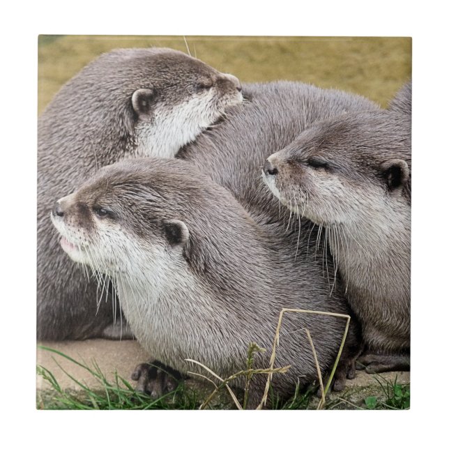 CUTE OTTERS CERAMIC TILE (Front)