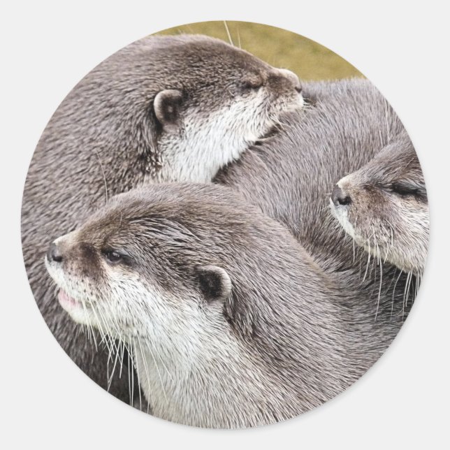 CUTE OTTERS CLASSIC ROUND STICKER (Front)