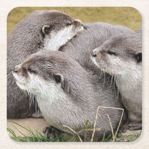 CUTE OTTERS Paper Coaster