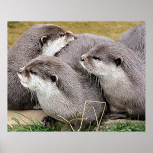 CUTE OTTERS POSTER