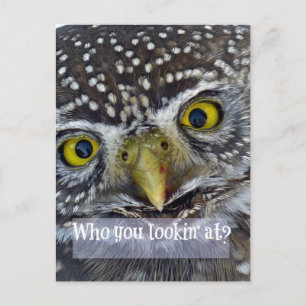 Cute Owl Face Postcard