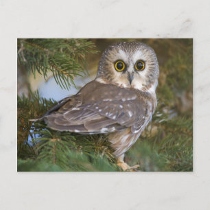 Cute Owl on fir tree Postcard